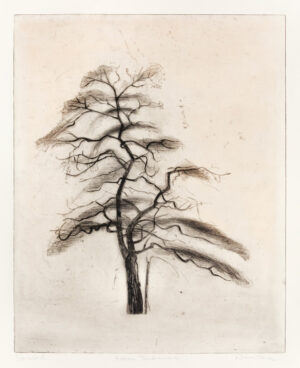 Nina Due - Robinia pseudoacacia