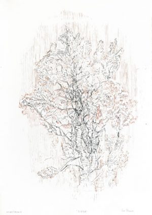 Gro Finne – Bjørk