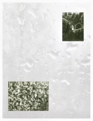 Janne Kruse – Blomster og beklemmelse